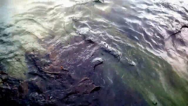 ?? Как растёт Зостера рядом с морской капустой ? Японское (Восточное) море ⚓ смотреть онлайн