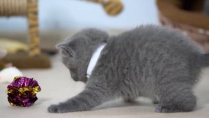 Британские котята в возрасте 1 месяц (Litter- U2)