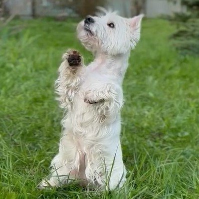 УЛЛИ - ЗАЙКА!!!    (вест-хайленд-уайт-терьер) смотреть онлайн