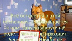 Памяти ушедших собак, которые остались в сердце.