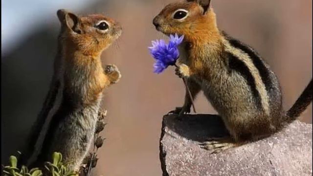Радуга любви смотреть онлайн
