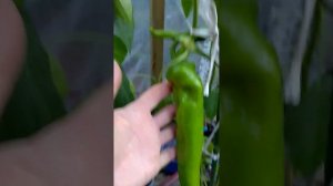 ПЕРЕЦ Грядка№1 сладкий Рамиро Ч.4 Сбор#2 2022сен26