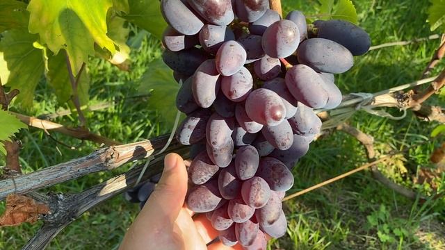 Виноград БАЙКОНУР. смотреть онлайн