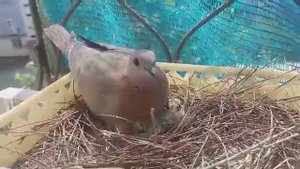 птенцы горляшки или мусича