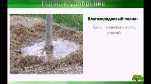 Подготовка деревьев к зиме