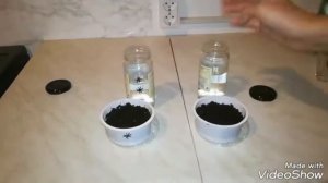 ОПЫТ! ЧТО БУДЕТ, ЕСЛИ ПОЛИВАТЬ ОВЕС РАСТВОРОМ ВОДЫ С САХАРОМ!