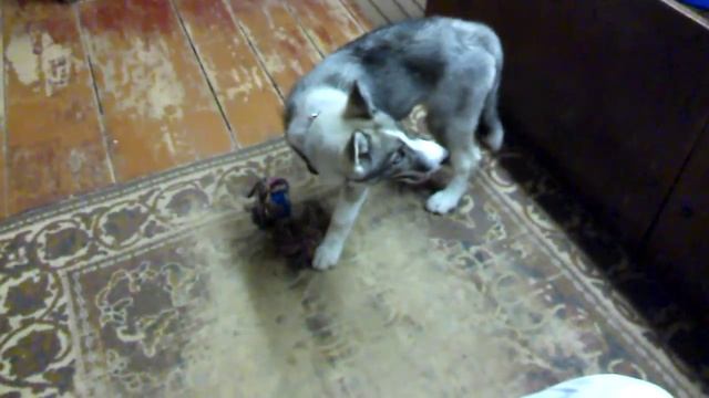 Сибирская Хаски и общение с человеком смотреть онлайн