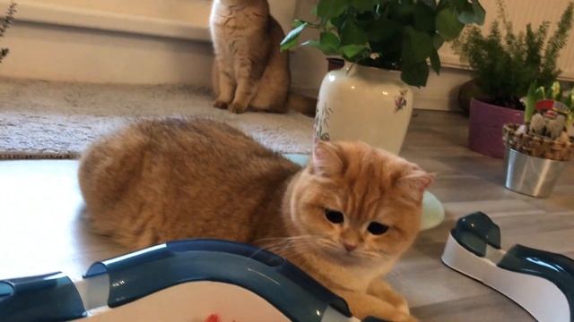 ???ЗОЛОТЫЕ БРИТАНСКИЕ КОШКИ???ШИНШИЛЛЫ.GOLDEN KITTENS✨??