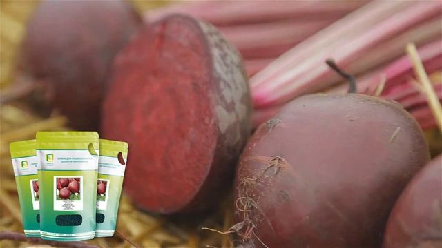 Селекция агрохолдинга ПОИСК.Сорт свёклы - Креолка