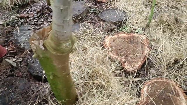 выращиваем тропические растения
