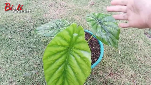 Alocasia Dragon scale //keladi tengkorak hijau смотреть онлайн