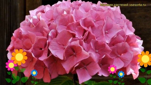 Гортензия крупнолистная Альпенглюхен. Краткий обзор, описание hydrangea macrophylla Alpengluhen смотреть онлайн