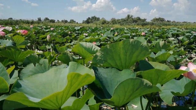 Анапа. Лотосы! смотреть онлайн