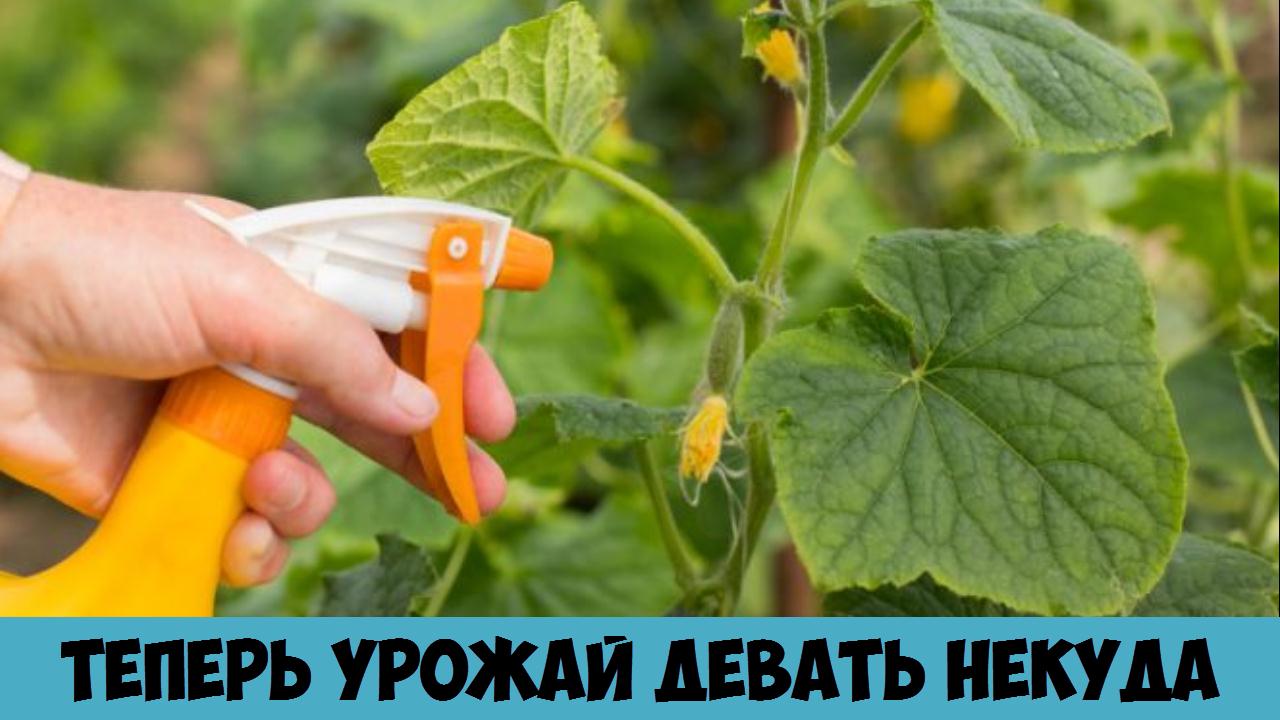 Всё очень просто если желтеют листья огурцов Теперь урожай девать некуда Дачные Хитрости