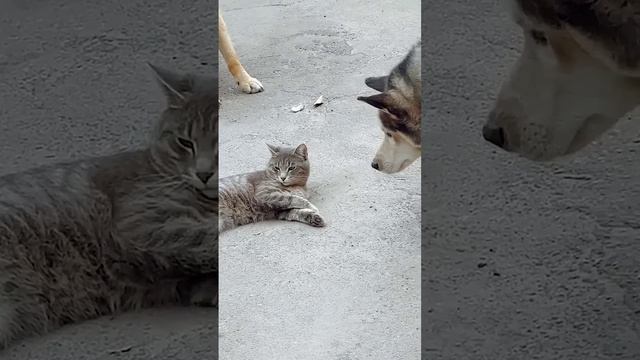 Кот без страха