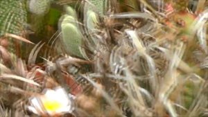 Тефрокактусы обильное цветение.