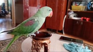 Александрийский попугай Асти