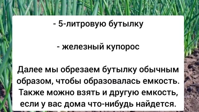 Заливаю 1 раз лук перед посадкой, чтобы собрать большой урожай и защитить от луковой мухи смотреть онлайн