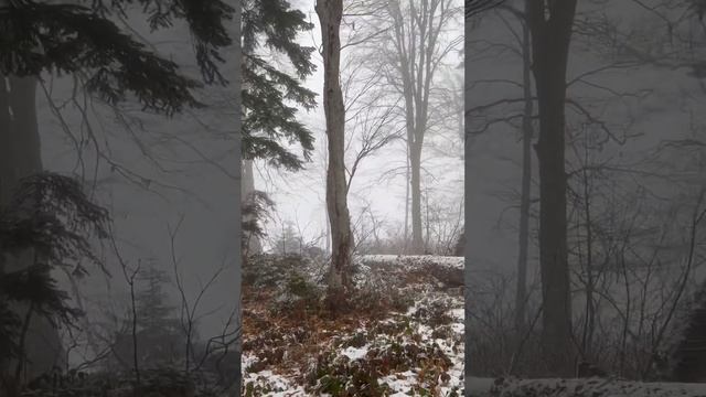 Красная Поляна Сочи Лаура Сказочный Пихтовый лес в горах  Воздух в горах кружит голову такой чистый