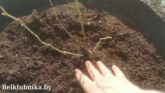 Голубика в контейнерах (мешках). Посадка в контейнеры для маточника. Belklubnika.by