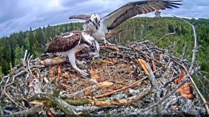 27.05.2022  Скопа Иво и Ирис. Рыба для Ирис (Эстония) - Osprey Ivo and Iris. Fish for Iris (Estonia