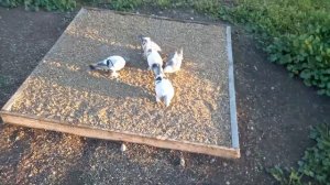 Турецкая Такла голуби.2023 год.Тренировки.