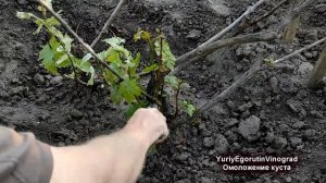 ? Безопасный СПОСОБ омолодить/восстановить ЗАПУЩЕННЫЙ/ВЫМЕРЗШИЙ КУСТ винограда. Сделай ЭТО сейчас.