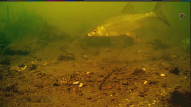 Рыбалка на речке на Кивок, насадка опарыш, червь, Ловля плотвы, окуня. подводная съёмка смотреть онлайн