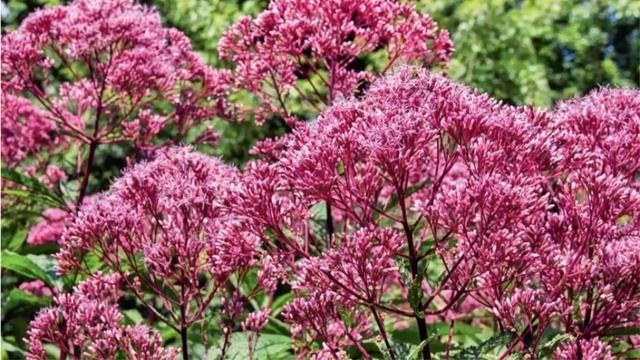 Цветочный сад в природном стиле смотреть онлайн