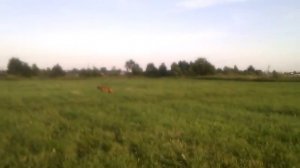 Венгерская Выжла -ВистGG ( бекас3)