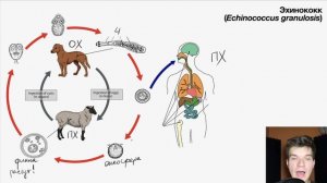 Жизненный цикл эхинококка | Биология ЕГЭ
