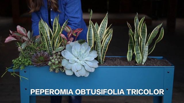 Succulent Inspiration // Garden Answer смотреть онлайн