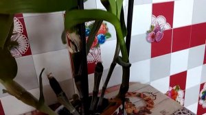 Дендробиум. Цветонос пустил корешки! Dendrobium