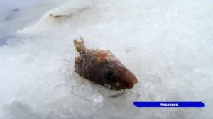 Юбилейный 15-й фестиваль «Чкаловская рыбалка» прошел в Нижегородской области