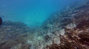 diving in Costa Rica, Cano Island