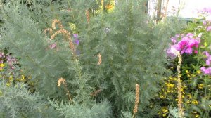 Мирикария лисохвостниковая-стоит-ли сажать?