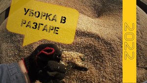 ACROS 550, VECTOR 410. Уборка твёрдой пшеницы. (сезон 2022)