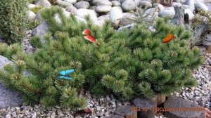 Сосна горная Краускопф (pinus mugo krauskopf) 🌿 Краускопф обзор: как сажать, саженцы сосны Краускоп