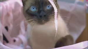 Реклама "Whiskas" (Все кошки разные, 2006)