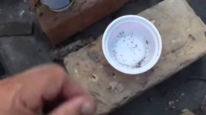 Как собрать семена клубники. Заготовка клубники на семена