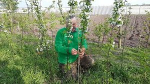 Подвязка вишни Дебрецени Ботермо