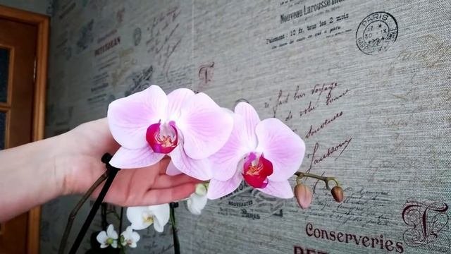 Цветение ОРХИДЕИ в домашних условиях