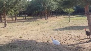 Постное рагу без масла.Еще один день в деревне.