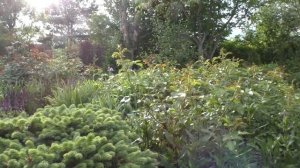 Шалфей дубравный. Сирень Майера на штамбе.