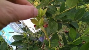 Почему засохли листья голубики Река и Дюк.