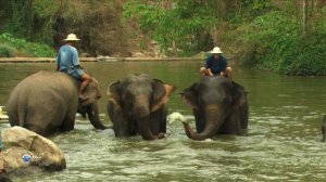 Ароматы мира 15 серия «Ароматы Таиланда» (документальный сериал, 2007)