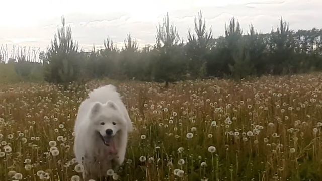 Нургуш Расцвет России, 7 мес смотреть онлайн