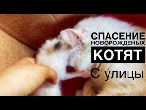 Нашла новорождённых котят с кошкой, как закончиться это история?