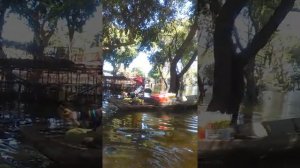 Мангровые леса 2