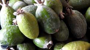 Что за фрукт фейхоа и как его едят / Fruits of Azerbaijan - Feijoa